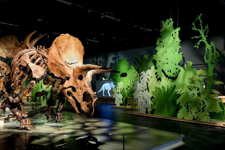 Triceratops horridus in Naturalis Biodiversity Center