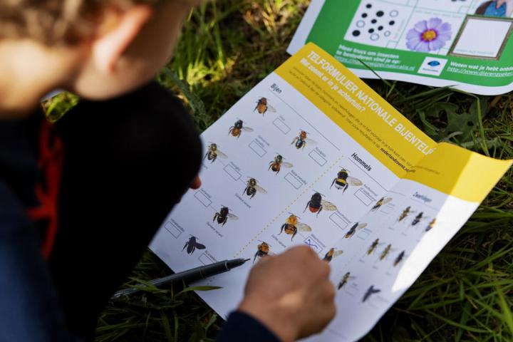 Deelnemers geven met behulp van het (online) telformulier de verschillende soorten wilde bijen door die ze in hun omgeving zien (credit: Marten van Dijl).