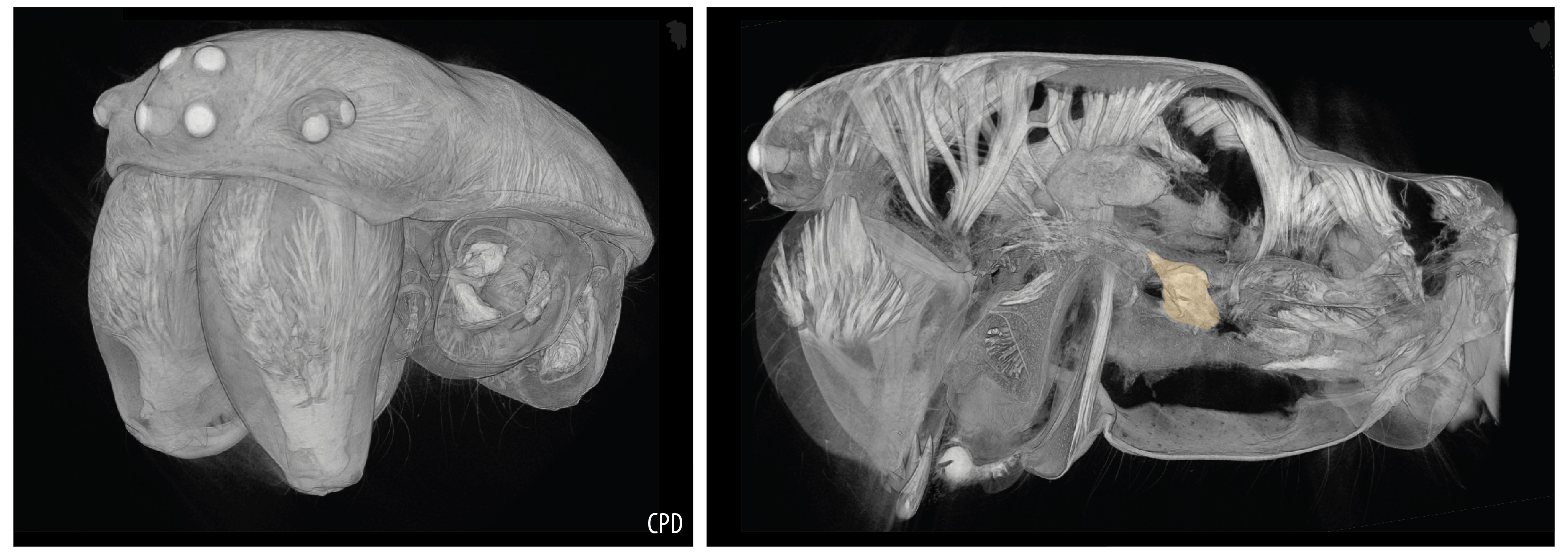 Volume rendering of the whole head of Araneus didaematus