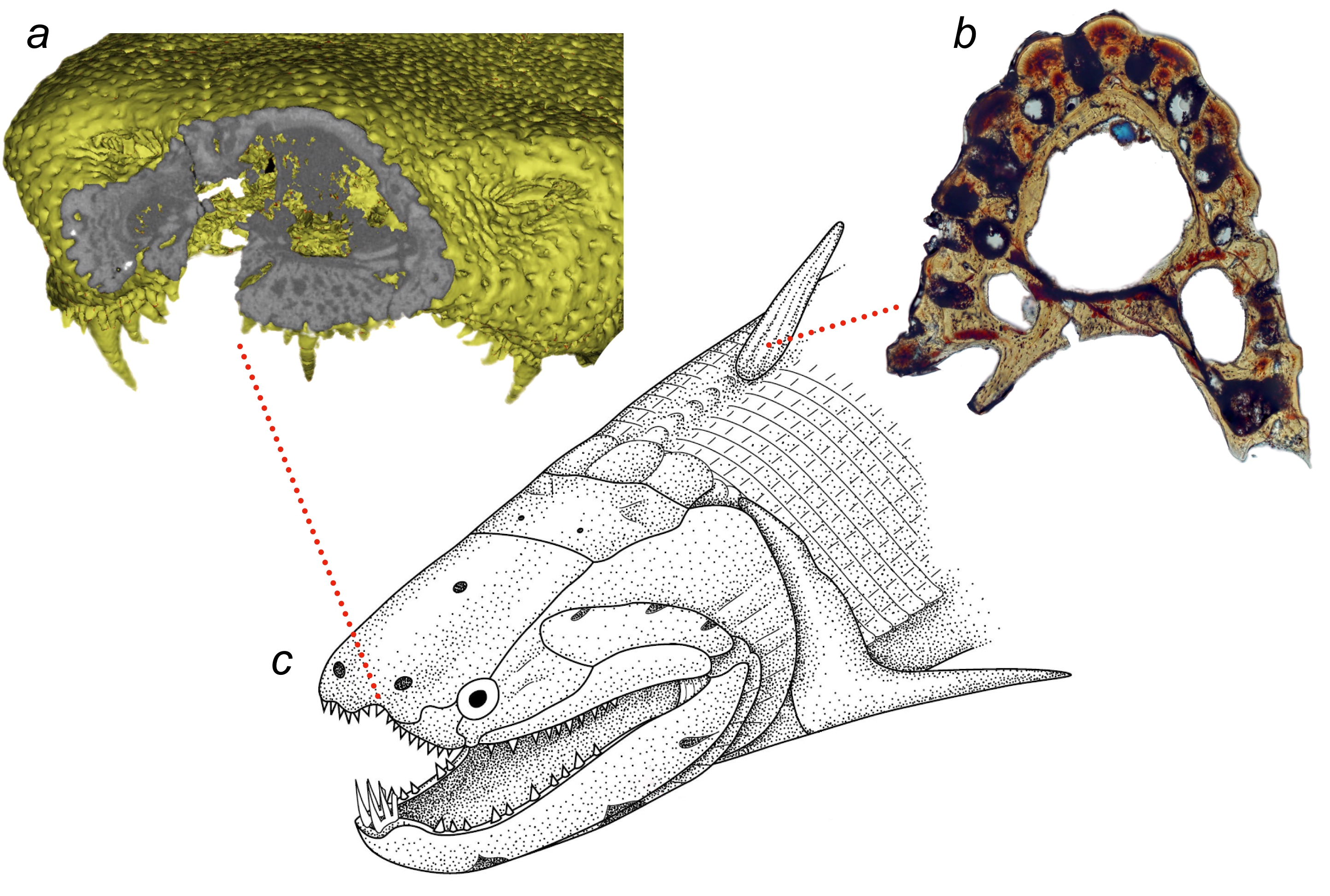 Investigation of the dermal skeleton of the early osteichthyan Psarolepis with (a) micro-CT tomography and (b) thin-sections imaged with polarised light. (a) virtual slice through the medial rostral dermal bone of Psarolepis, volume rendering. (b) transverse section through an isolated dorsal fin spine of Psarolepis. (c) reconstruction of Psarolepis adapted from Zhu et al. 1999. 