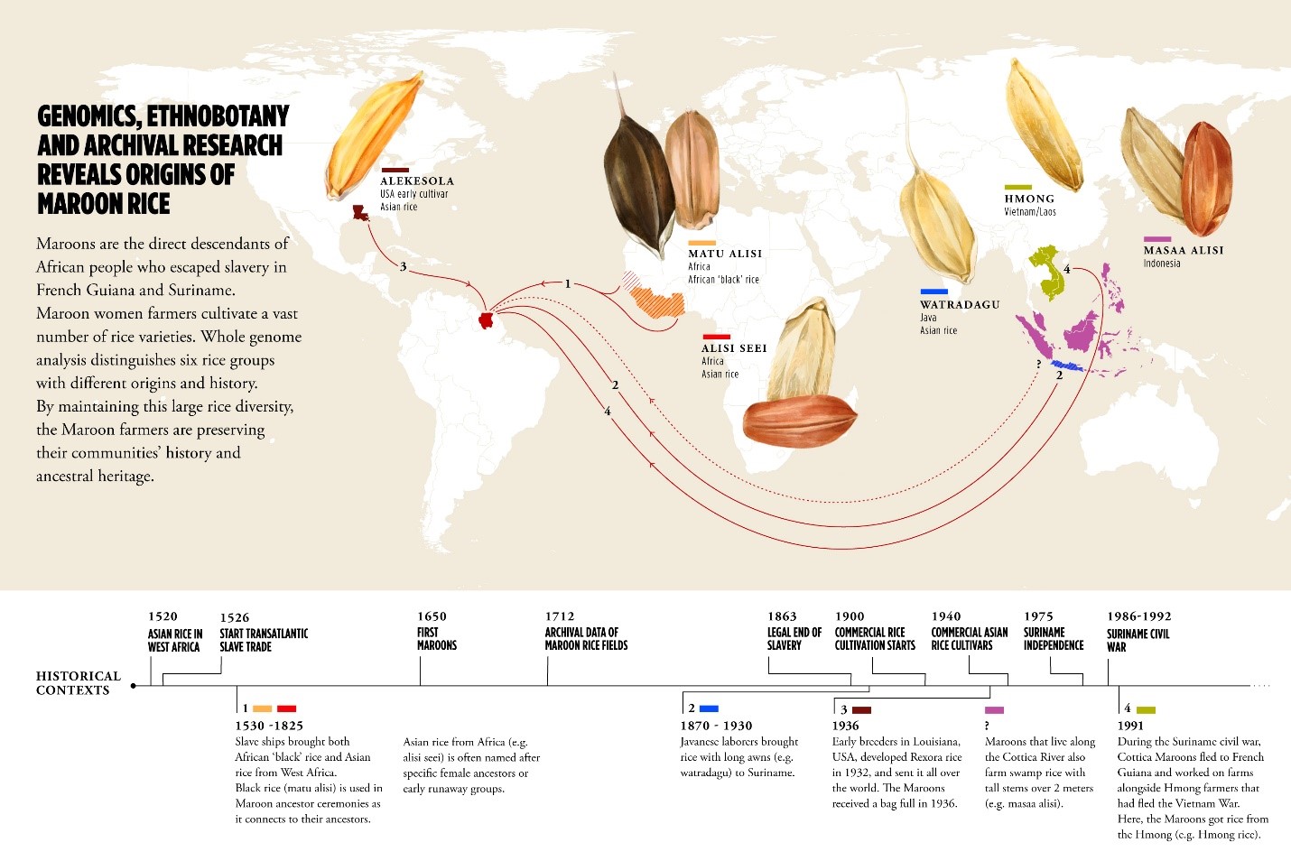 Infographic about the origins of Marroon Rice