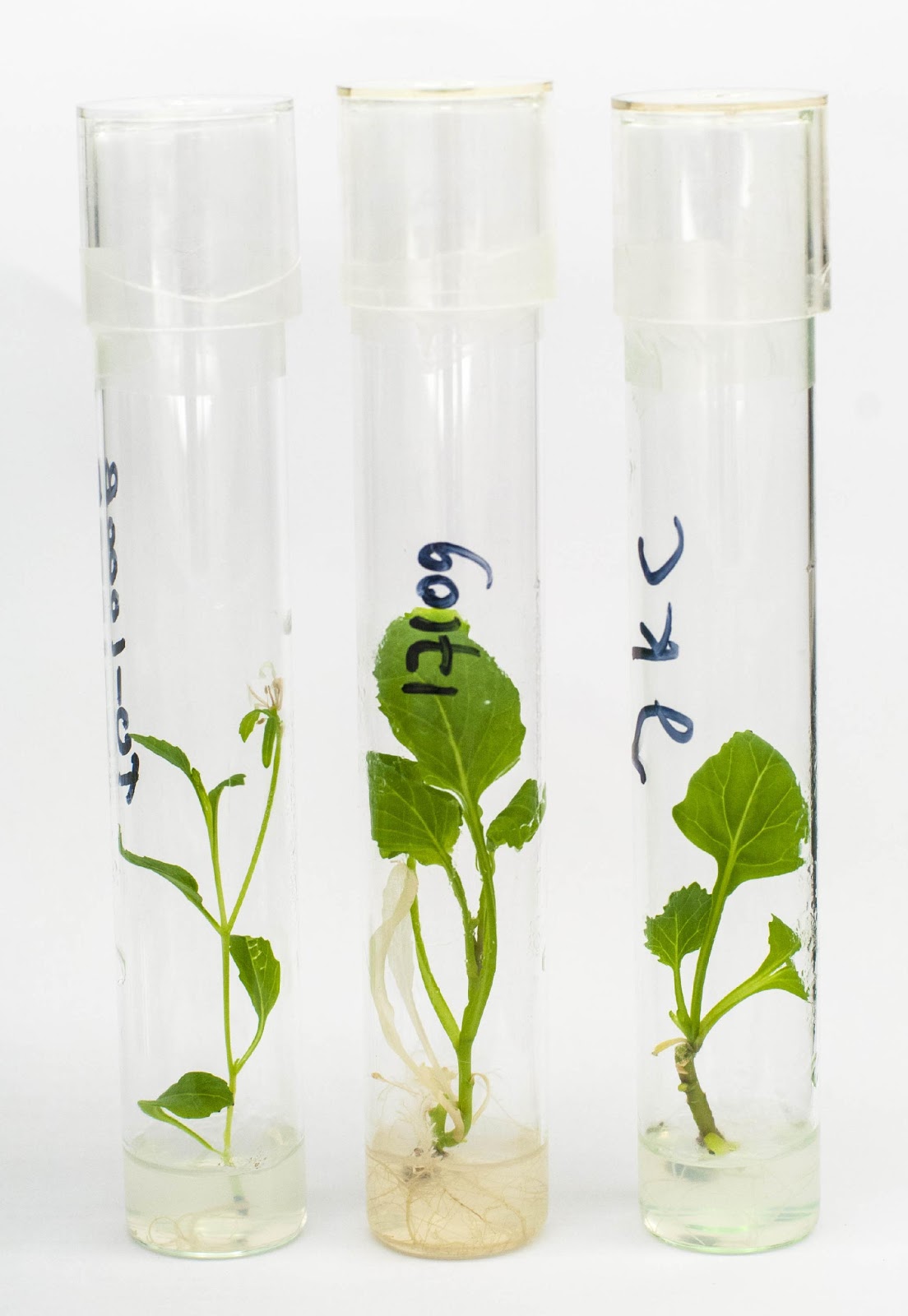 Phenotyping an F2 population in cabbage (Brassica oleracea) | Naturalis