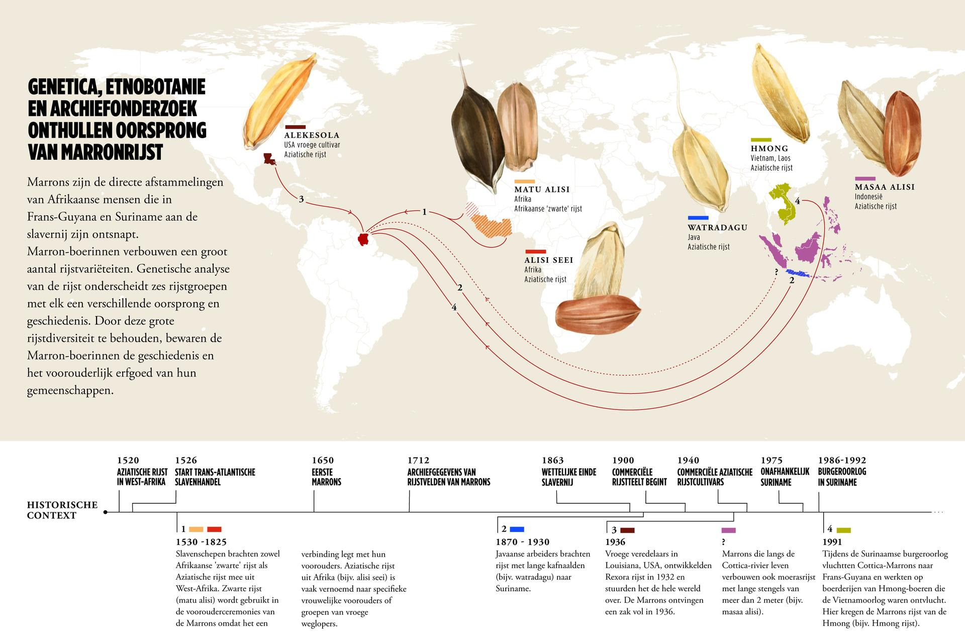 Infographic over herkomst van Surinaamse Rijst