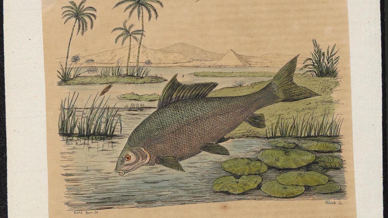 Historical drawing of a nile perch