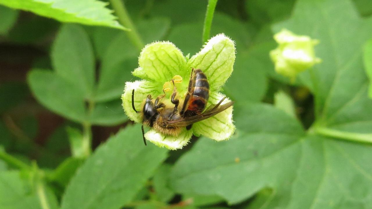 bij in een bloem