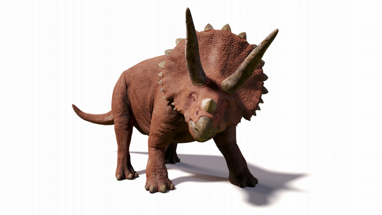 Triceratops white bea