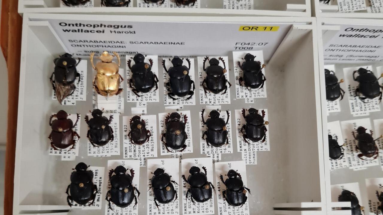 A beetle drawer