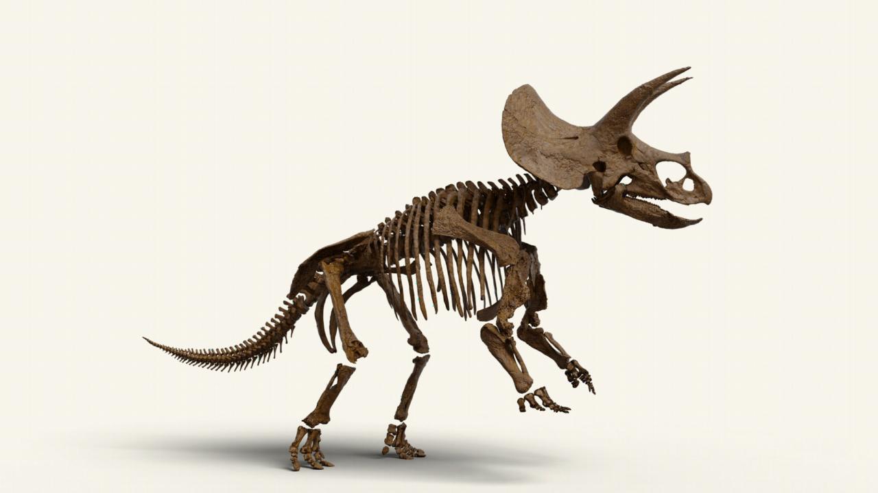 Triceratops ID4 - Maastricht
