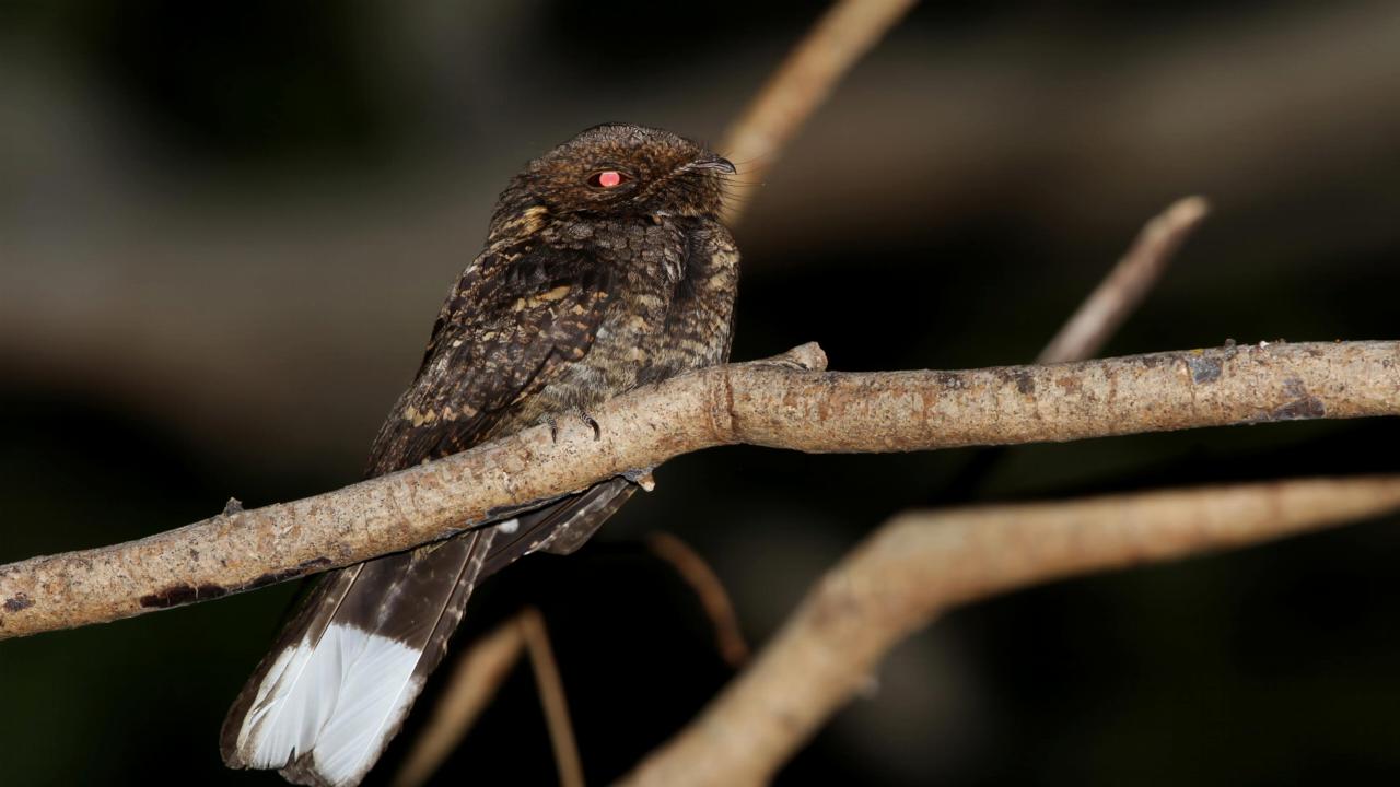 Timor nachtzwaluw