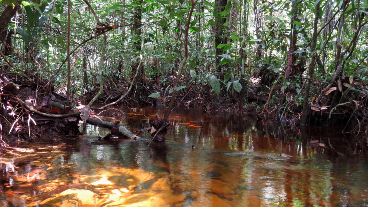 Black water creek in Central Amazonia