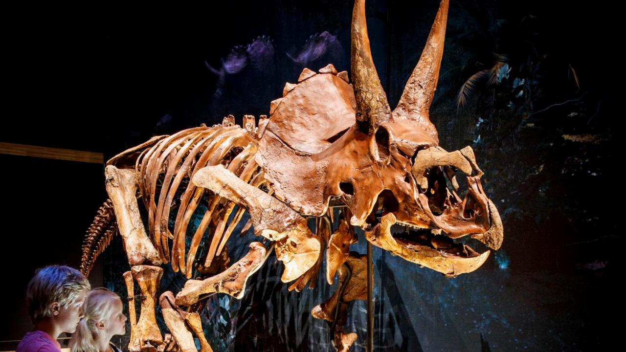 Triceratops in Naturalis