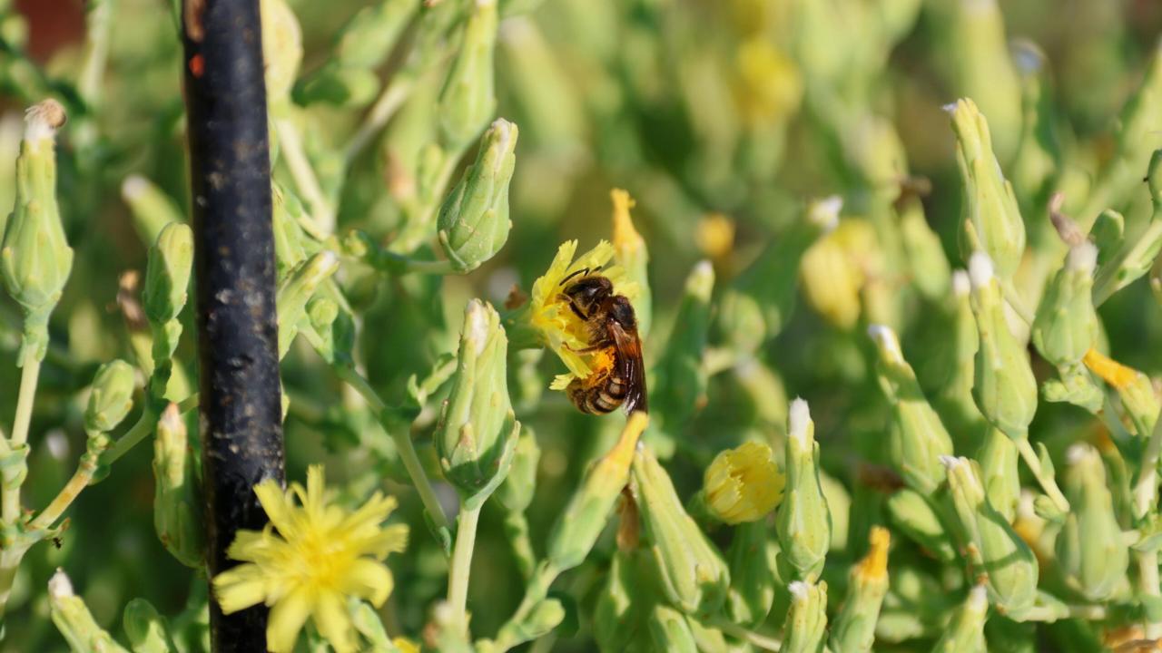 Wilde bij op slaplant