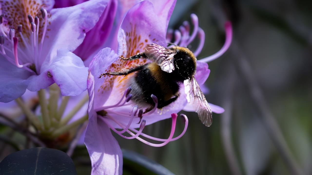 Hommel in paarse bloem (credits: William Voorberg)