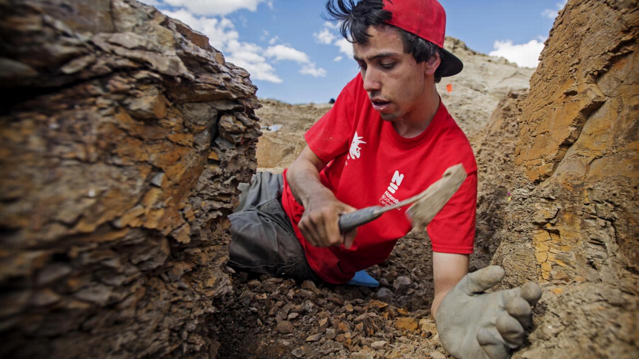 Jimmy de Rooij graaft een triceratops op