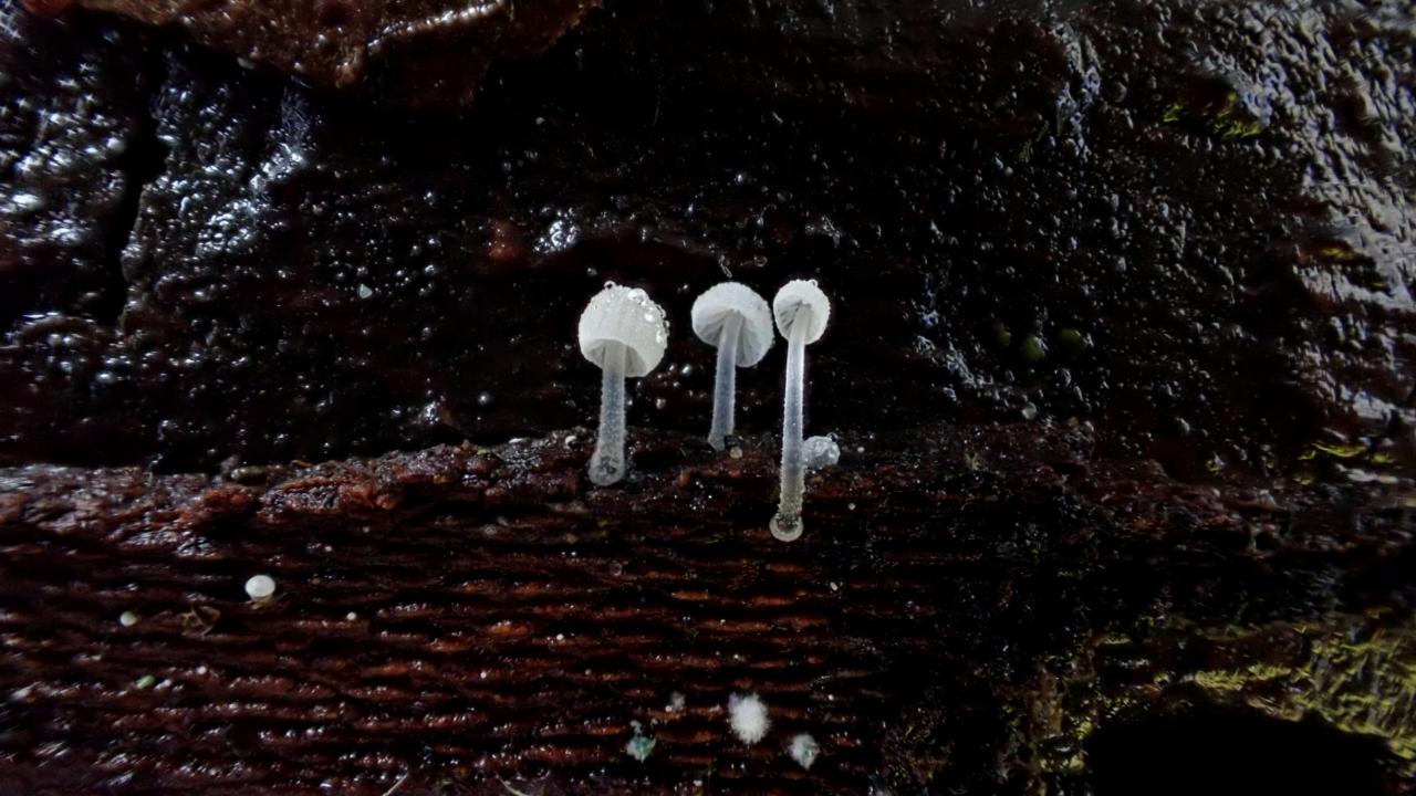 Mycena saccharifera photo by Maartje Cathelyn