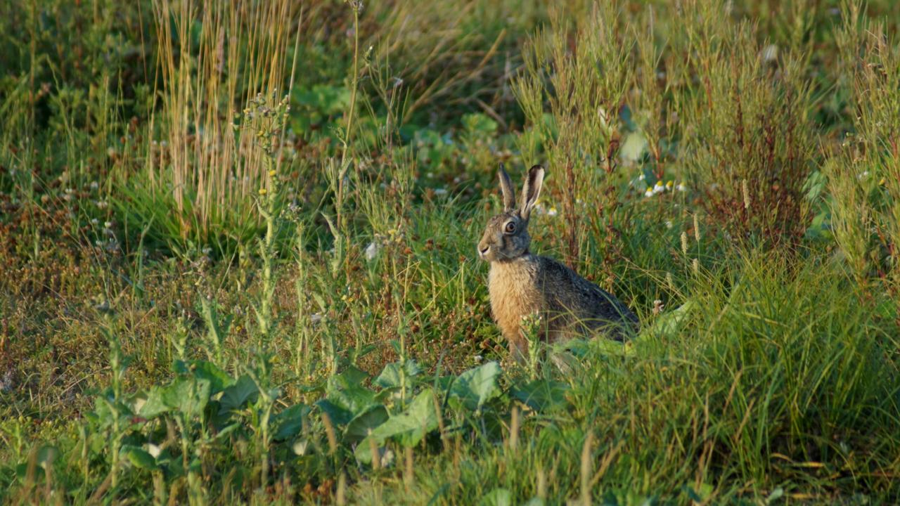 Haas in veld (Marit Moerman)