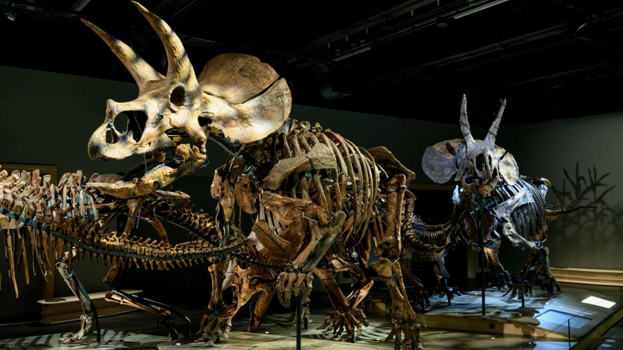 Triceratops in Naturalis