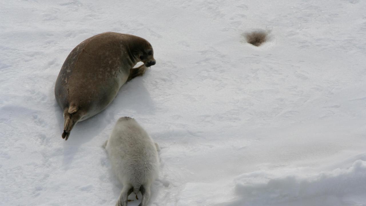 Kaspische zeehond