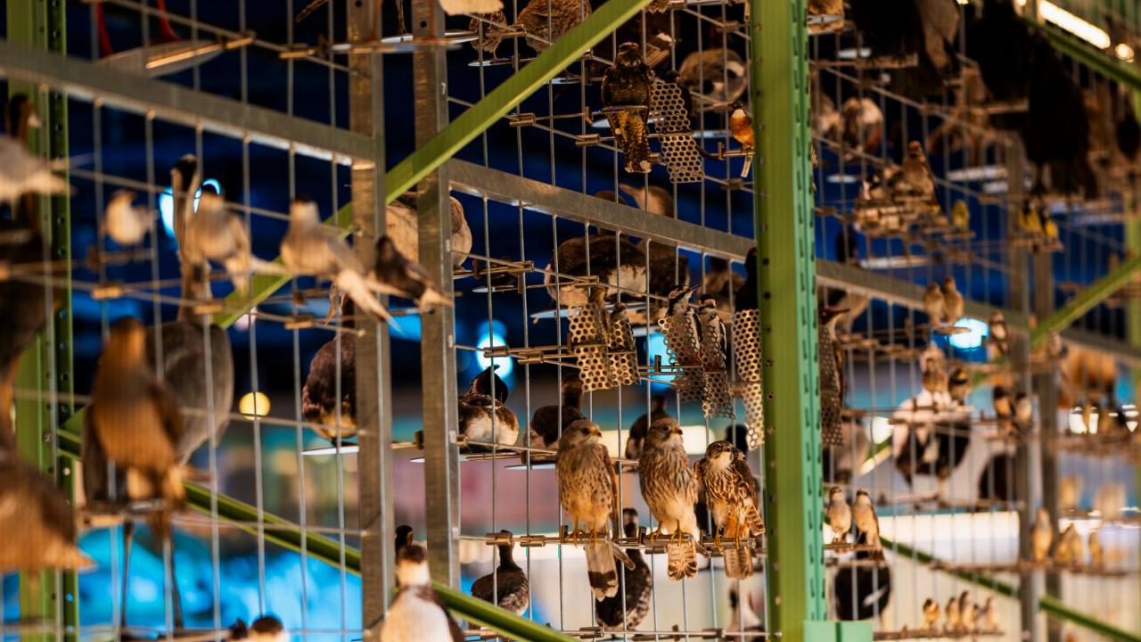 Vogels in LiveScience