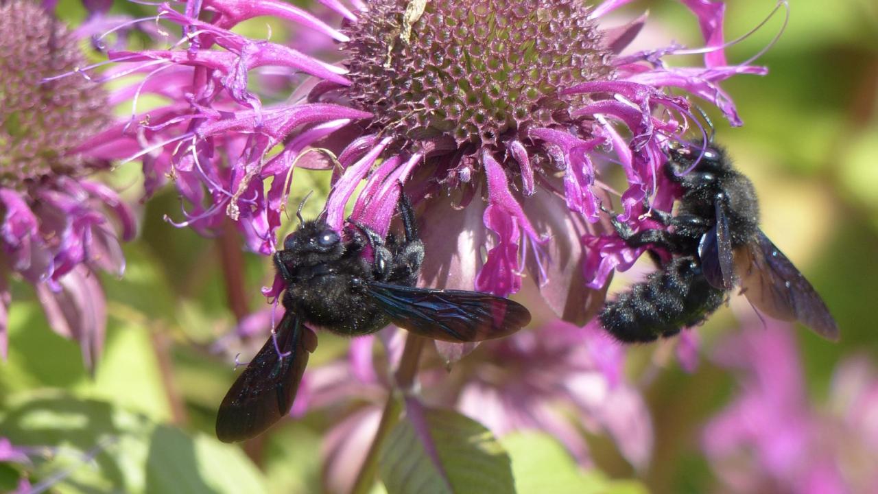 Blauwzwarte houtbijen op de bloemen van een Bergamotplant.