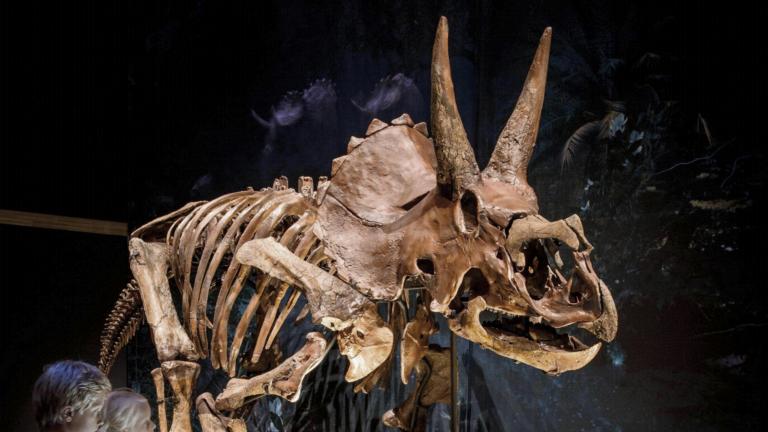 Triceratops in Naturalis