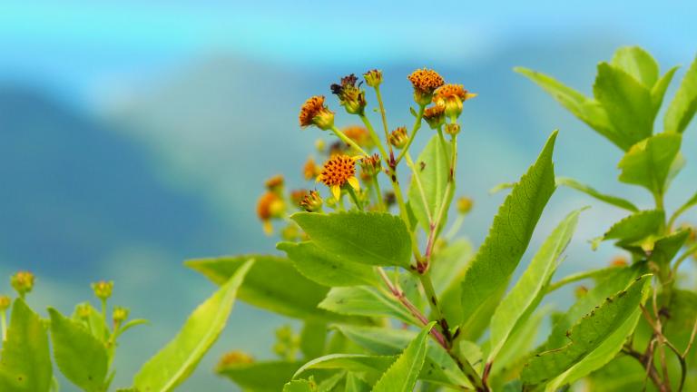 Bidens moreensis