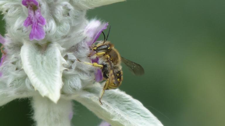 Grote wolbij op de bloem van een Wollige andoorn.