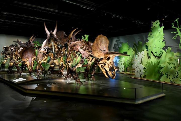 Tentoonstelling Triceratops: de kudde