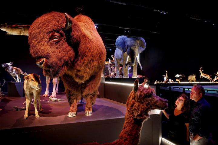 Bison in Naturalis