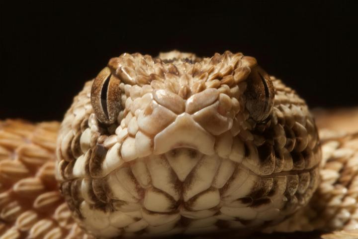 The venom of a West African carpet viper (Echis ocellatus) is one of the four venoms used to test the effect of the new 3D blood vessel model (credit: Wolfgang Wuster).