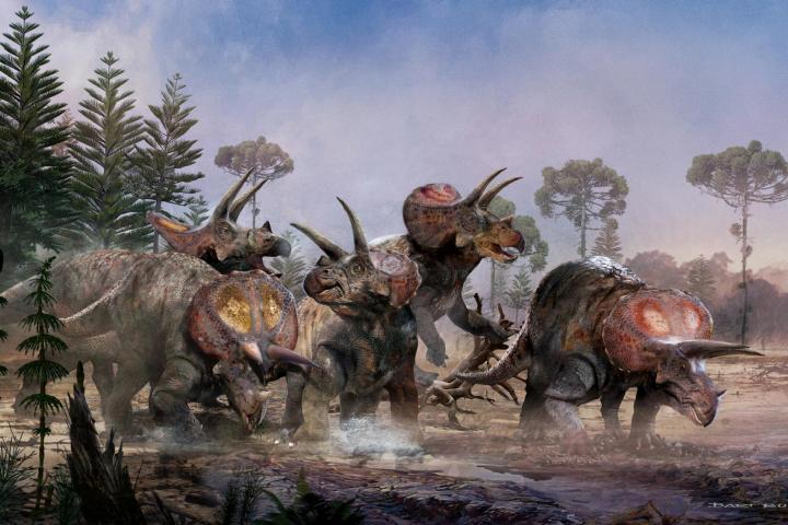 Illustration herd of triceratopses of Naturalis - Bart Bus