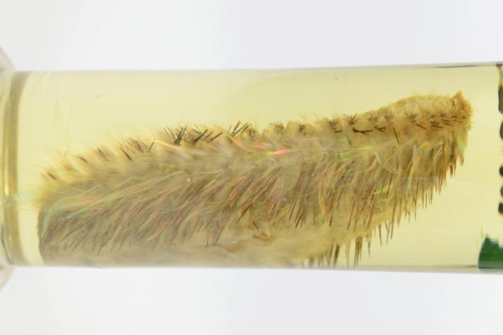 Fluwelen zeemuis (Aphrodita aculeata)