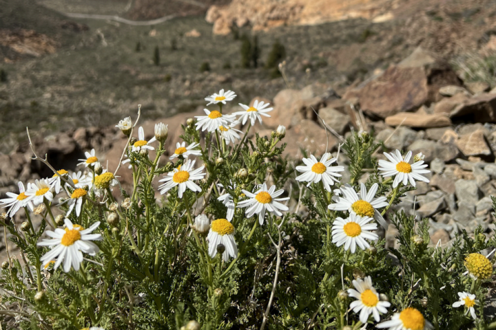 Tenerife madeliefjes