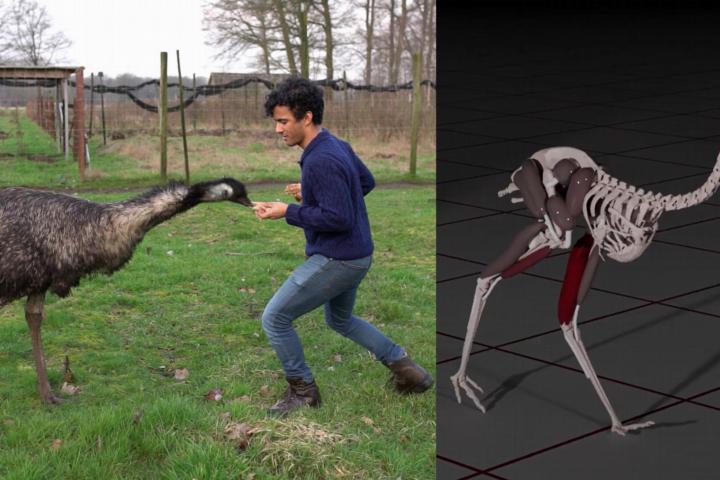 An emu reaches out to a researcher. On the right is a 3D model of an emu running