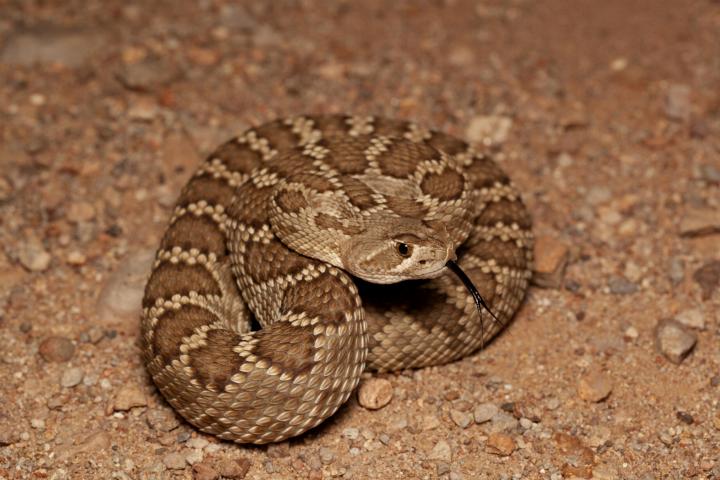 Crotalus scutellatus (Mátyás Bittenbinder)