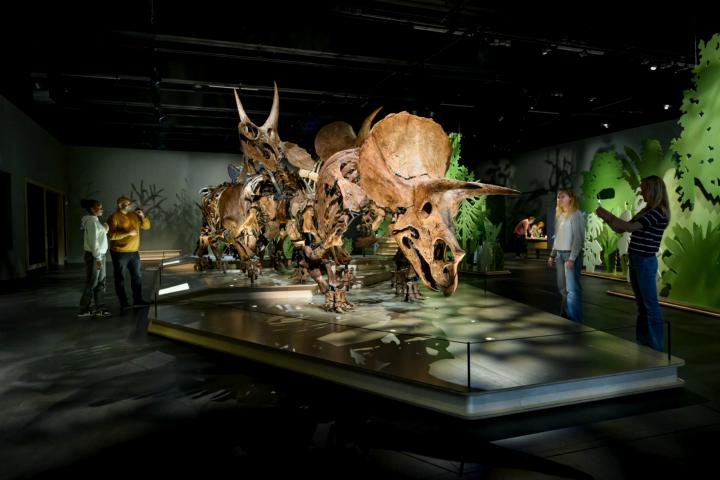 Visitors look at the only Triceratops herd in the world