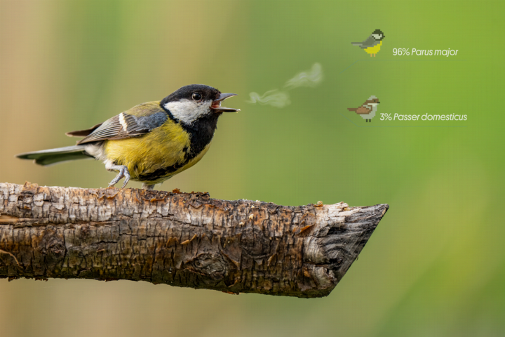 Een zingende vogel met twee computer-analyses over welke soort het is