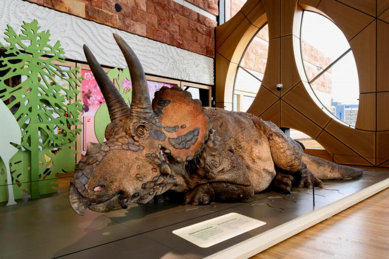 Triceratops in Naturalis