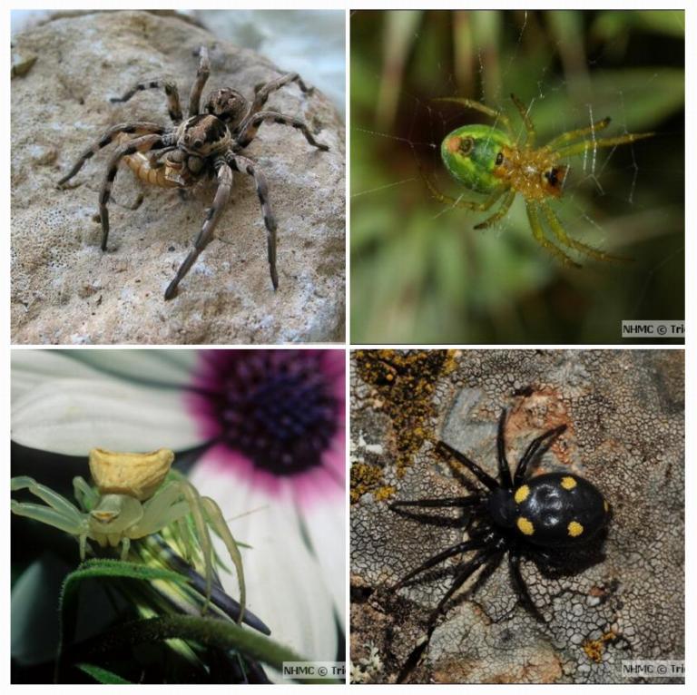 Spider Taxonomy And Field Methodologies | Naturalis