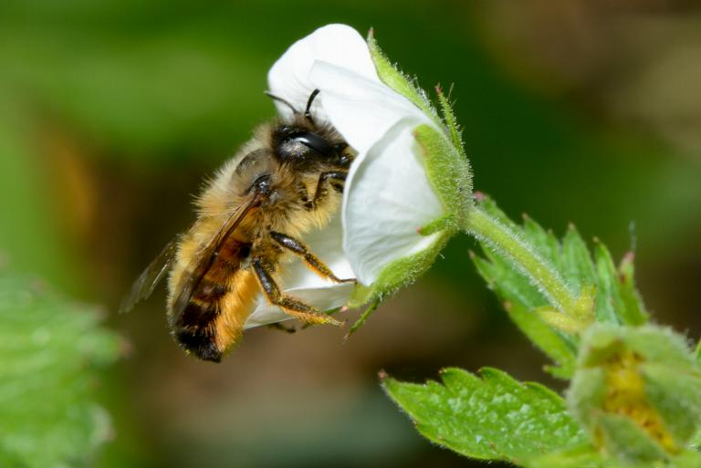 Rosse metselbij. Credit: Jürgen Mangelsdorf