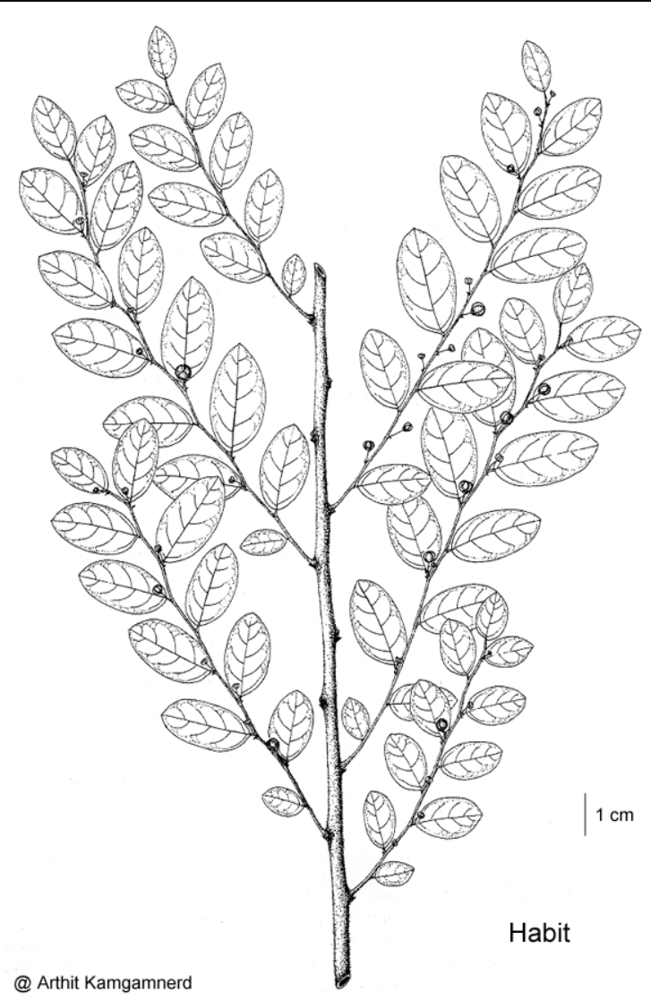 Kirganelia reticulata-Habit