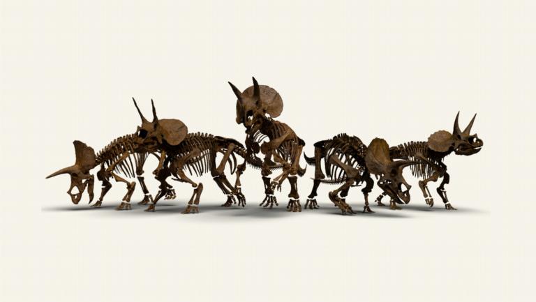 De kudde triceratopsen van Naturalis