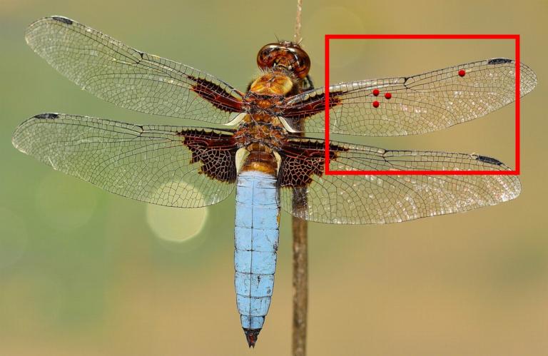 Detection of mites on a dragonfly wing