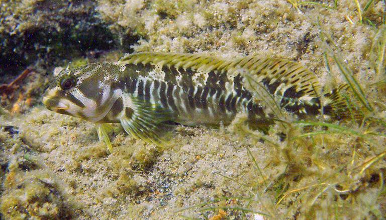 A cagnetta (Salaria fluviatilis) hidden at the bottom of Lake Maggiore. Photo: Ole Seehausen.