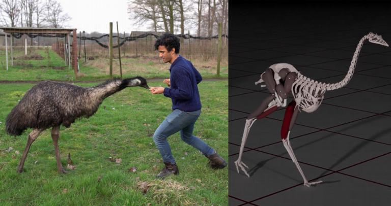 An emu reaches out to a researcher. On the right is a 3D model of an emu running